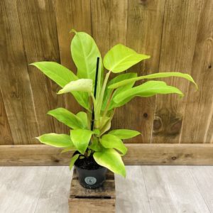 Philodendron Malay Gold "Lemon & Lime" (L)