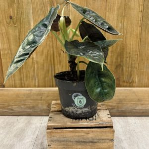 Alocasia Azlanii (M)