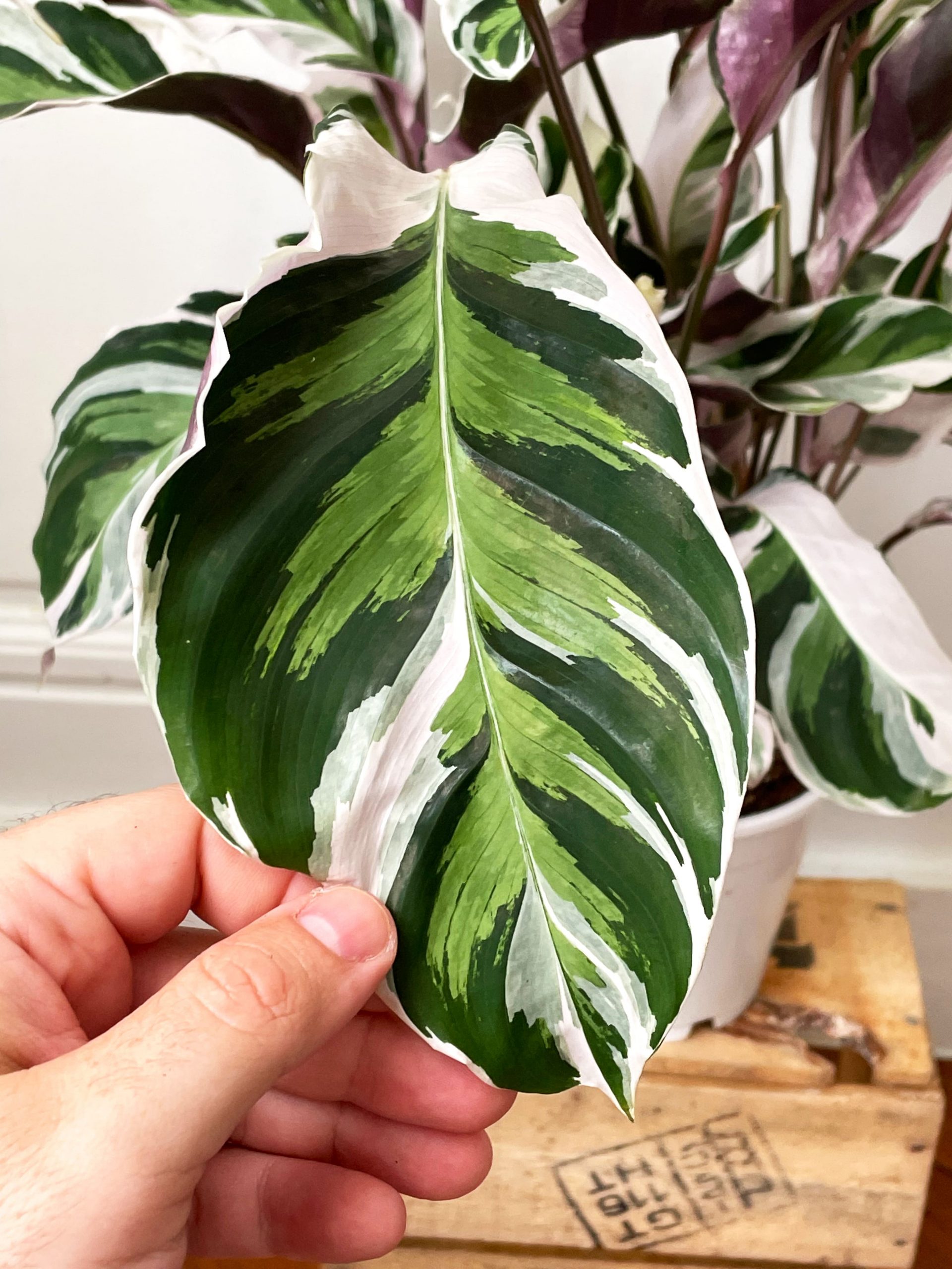 Calathea White Fusion HANKŌ