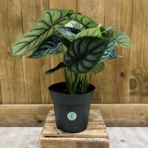 Alocasia Baginda "Dragon Scale" (M)