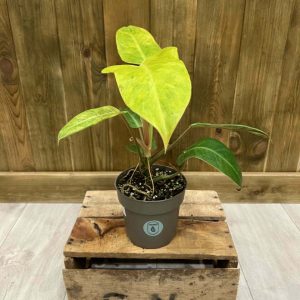 Philodendron Goldiana (M)