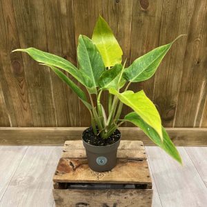 Philodendron Calkins Gold (M)