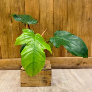 Philodendron Squamiferum (M)