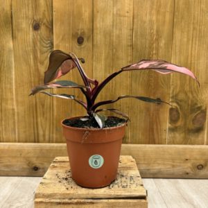 Philodendron Pink Princess (M)