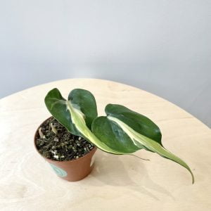 Philodendron Cream Splash (Baby)