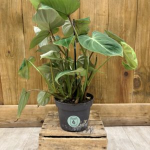 Philodendron Gloriosum (M)
