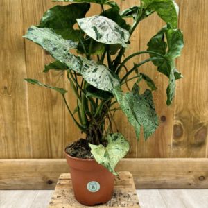 Syngonium Green Splash "Grey Ghost" (L)