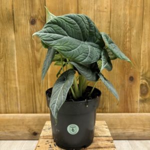 Alocasia Maharani (M)