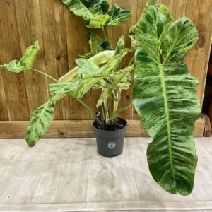 Philodendron Paraiso Verde (XL)