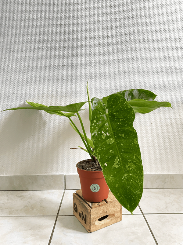 aa