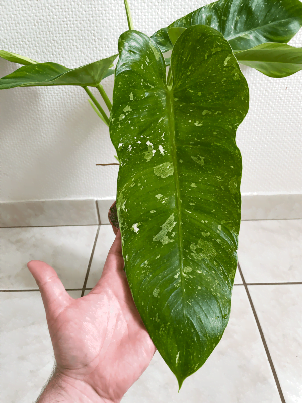 aaa
