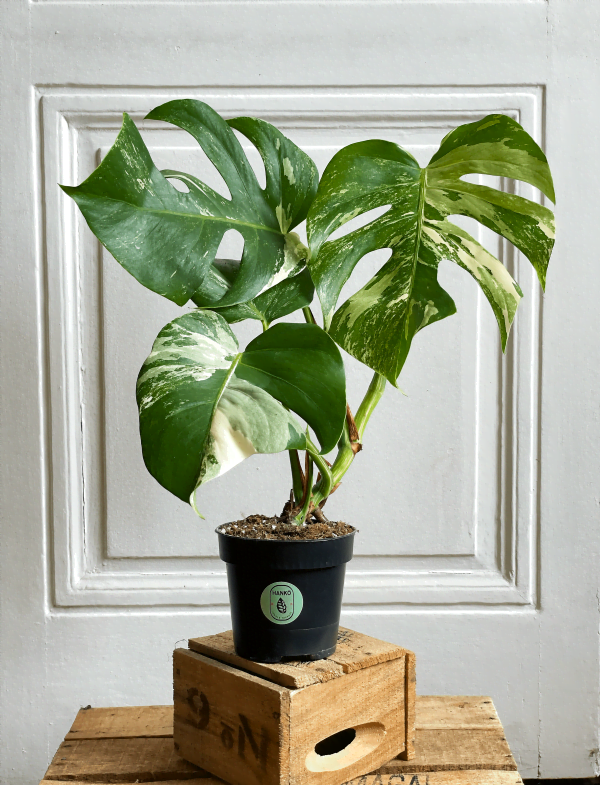 Monstera 1