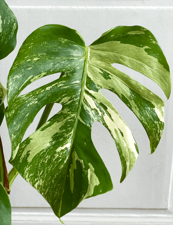 Monstera 2