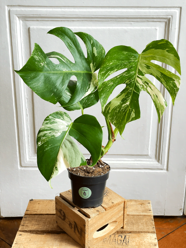 Monstera 3