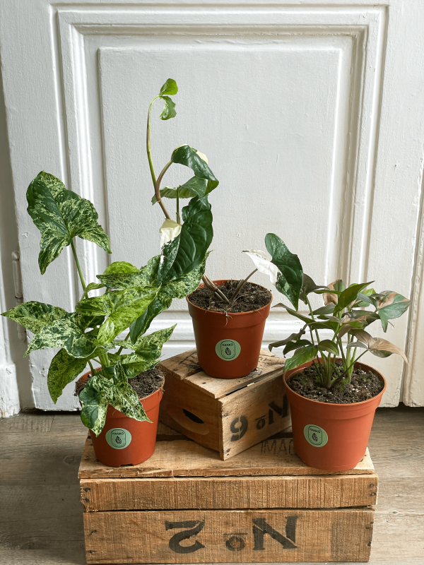 Pack Syngonium Albo _ Mojito _ Red Spot 2