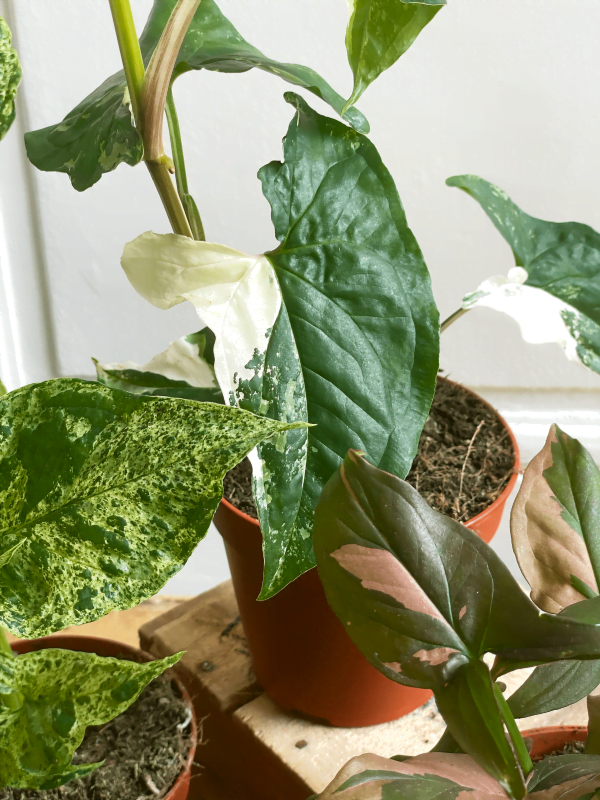 Pack Syngonium Albo _ Mojito _ Red Spot 3