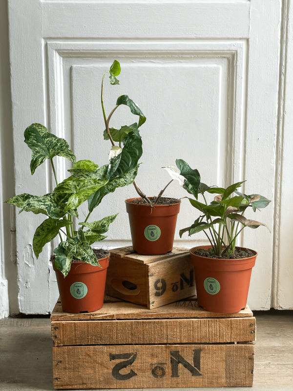 Pack Syngonium Albo _ Mojito _ Red Spot