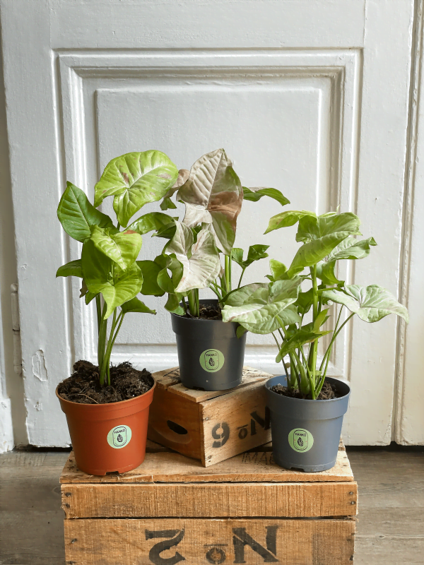 Pack Syngonium Confetti : Pink Spot : Milk Confetti