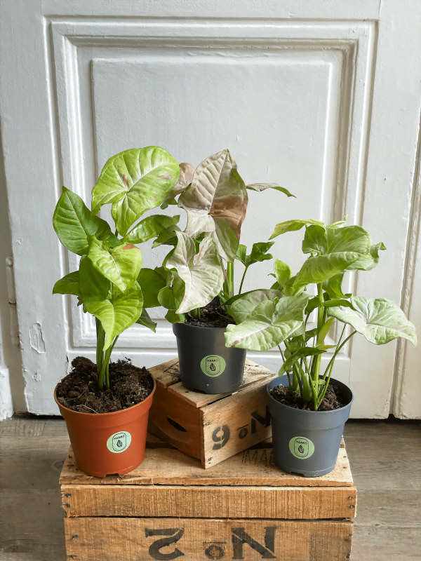 Pack Syngonium Confetti : Pink Spot : Milk Confetti 2
