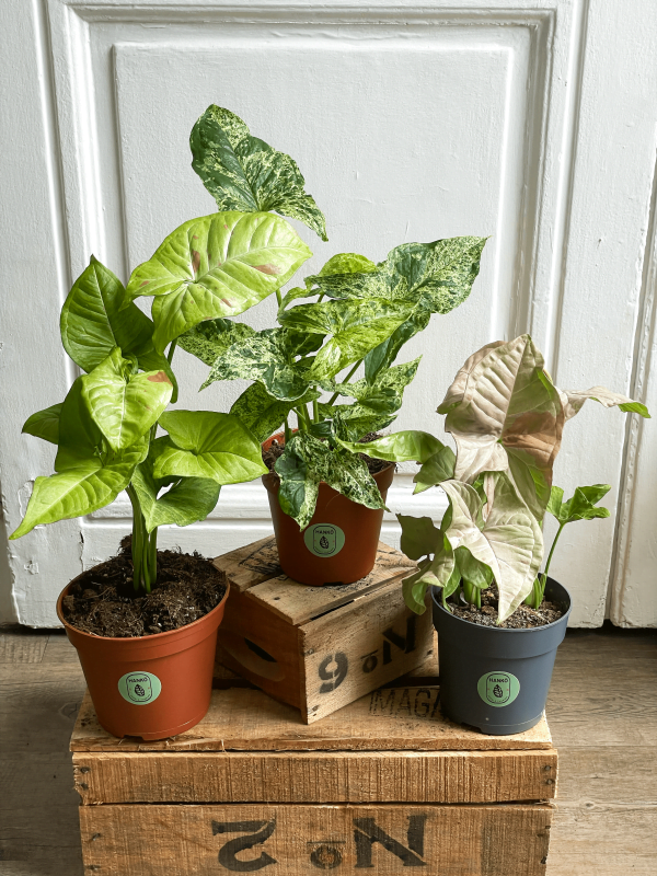 Pack Syngonium Confetti _ Mojito _ Pink Spot 2