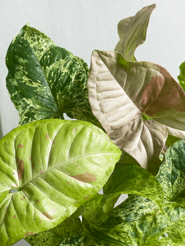 Pack Syngonium Confetti _ Mojito _ Pink Spot 3