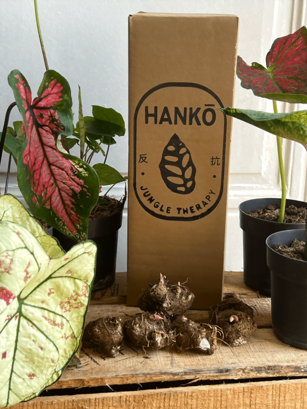 Photo box caladium 1