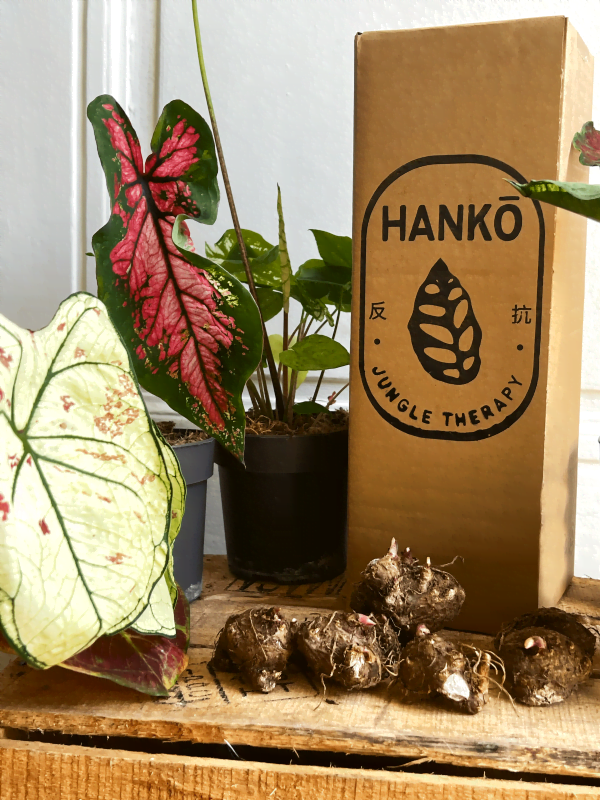 Photo box caladium 2