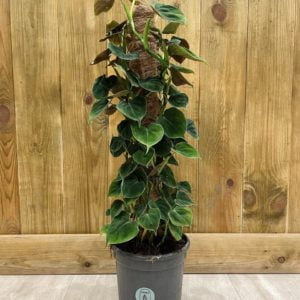 Philodendron Lupinum (XL)