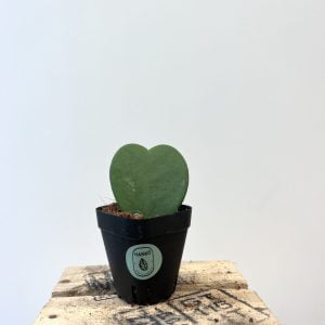 Hoya Kerrii (Baby)