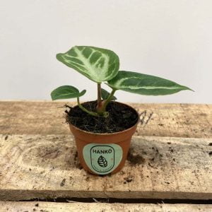 Anthurium Silver Blush (Baby)