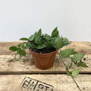 Hoya Krohniana Splash (S)