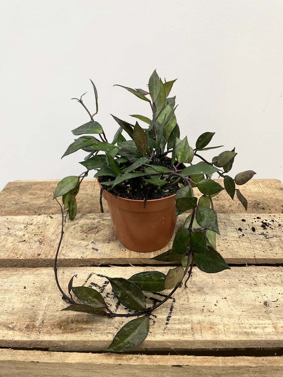 Hoya Krohniana "Black Leaves" • Plante rare • 9 cm / 10 cm