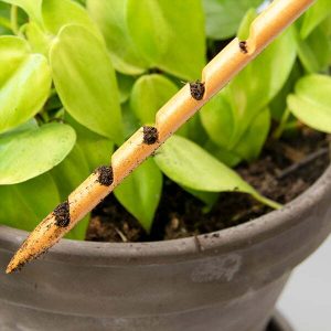 Sonde à terreau en bois Botanopia