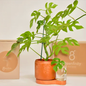 Pot + réservoir + bouture Greenfinity