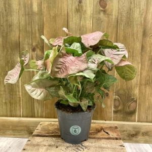 Syngonium "Neon Robusta" (M)