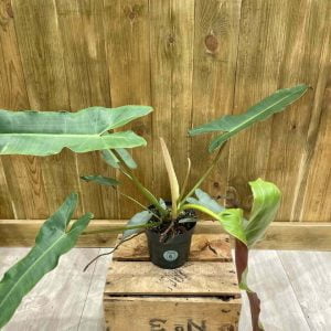 Philodendron Billietiae x Atabapoense (L)