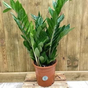 Zamioculcas Zamiifolia (L)