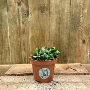 Hoya Carnosa Compacta (S)