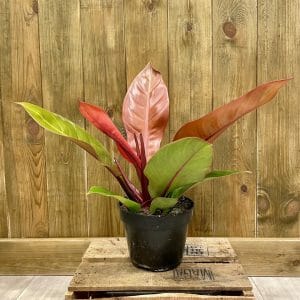 Philodendron Prince of Orange (L)
