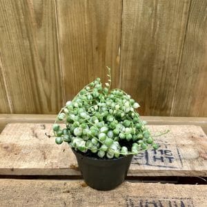 Senecio Rowleyanus Variegata (S)