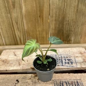 Philodendron Verrucosum (Baby)