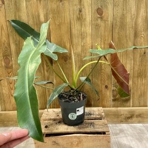 Philodendron Atabapoense (L)