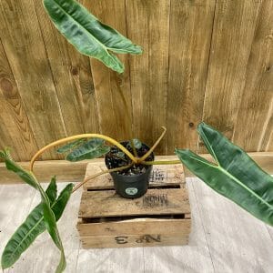 Philodendron Billietiae (L)