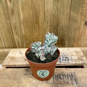 Euphorbia Lactea Cristata White Ghost (Baby)