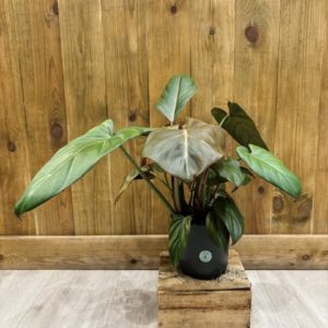 Philodendron Summer Glory (L)
