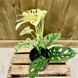 Monstera Adansonii Cream Mint (L)