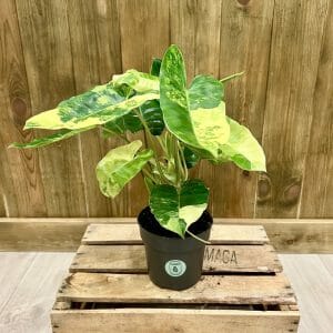 Philodendron Burle Marx Variegata (M)