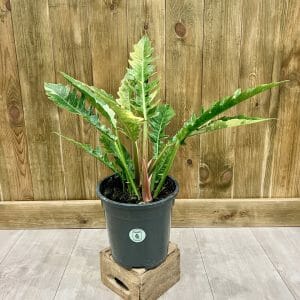 Philodendron Ring of Fire (XL)