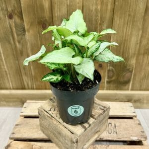 Syngonium Podophyllum Holly (M)