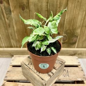 Syngonium Starlite (M)